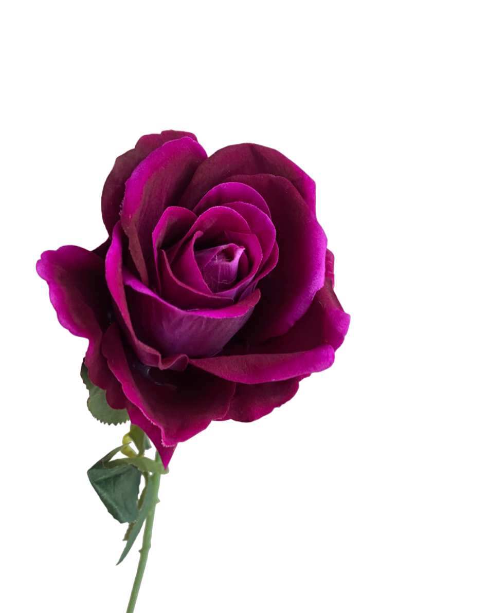 FUCHSIA SINGLE STEM VELVET ROSE