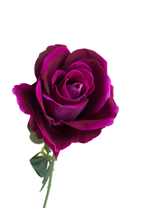 FUCHSIA SINGLE STEM VELVET ROSE